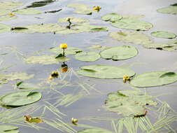 Image of Yellow Water-lily