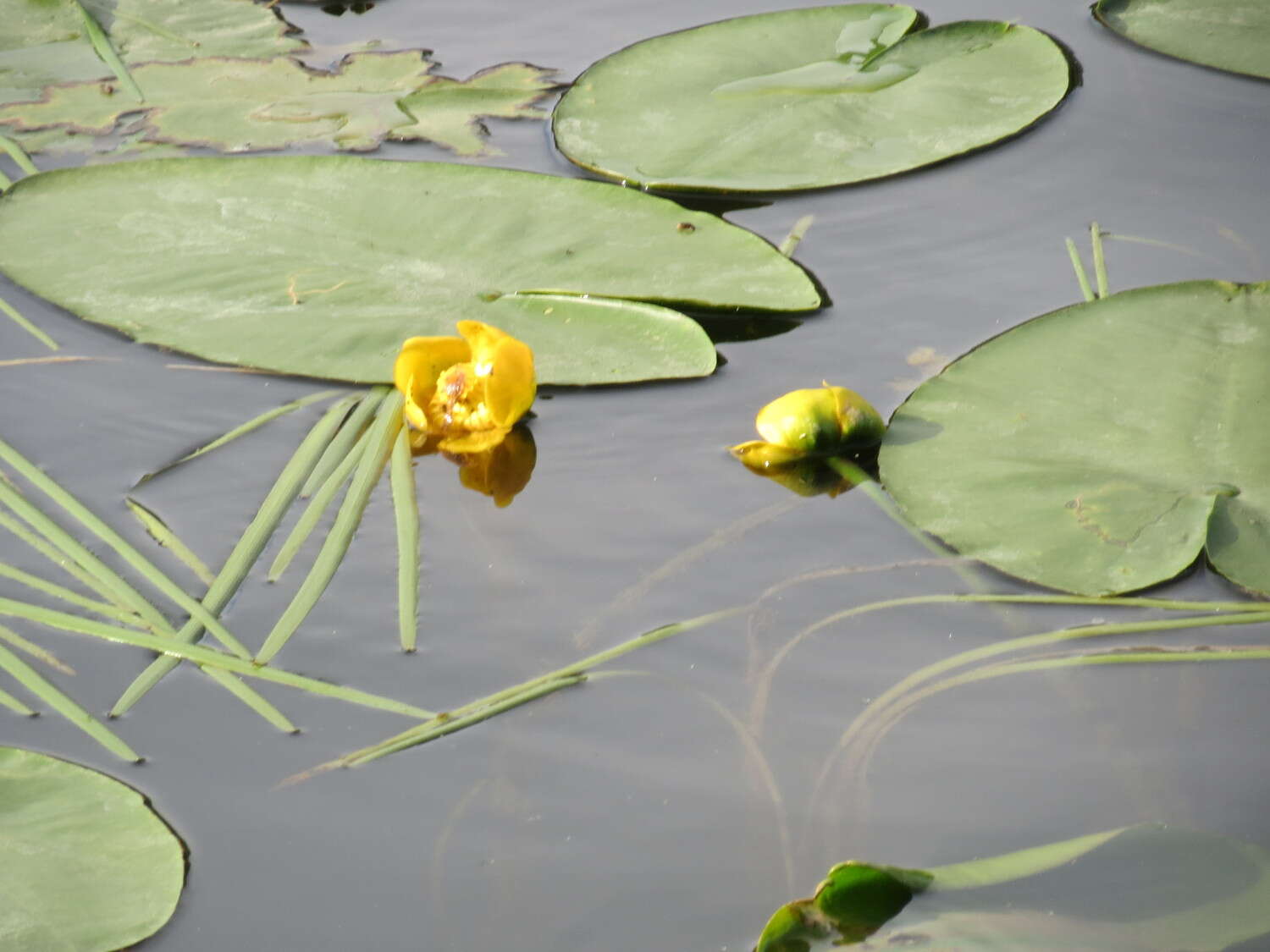 Image of Yellow Water-lily