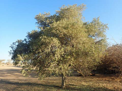 Image of Ringwood Beadbean