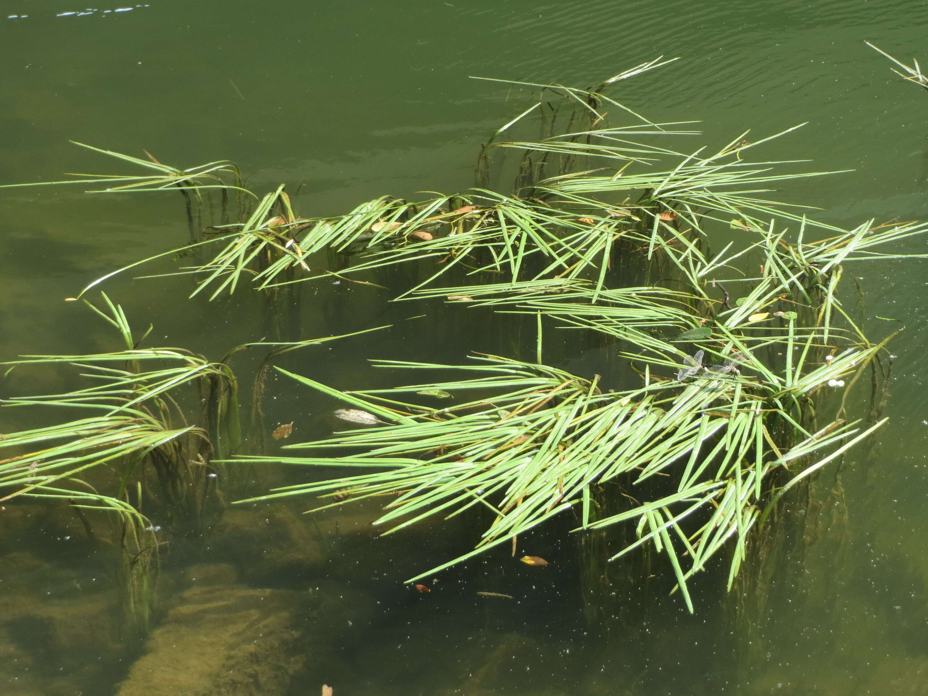 Image of European bur-reed