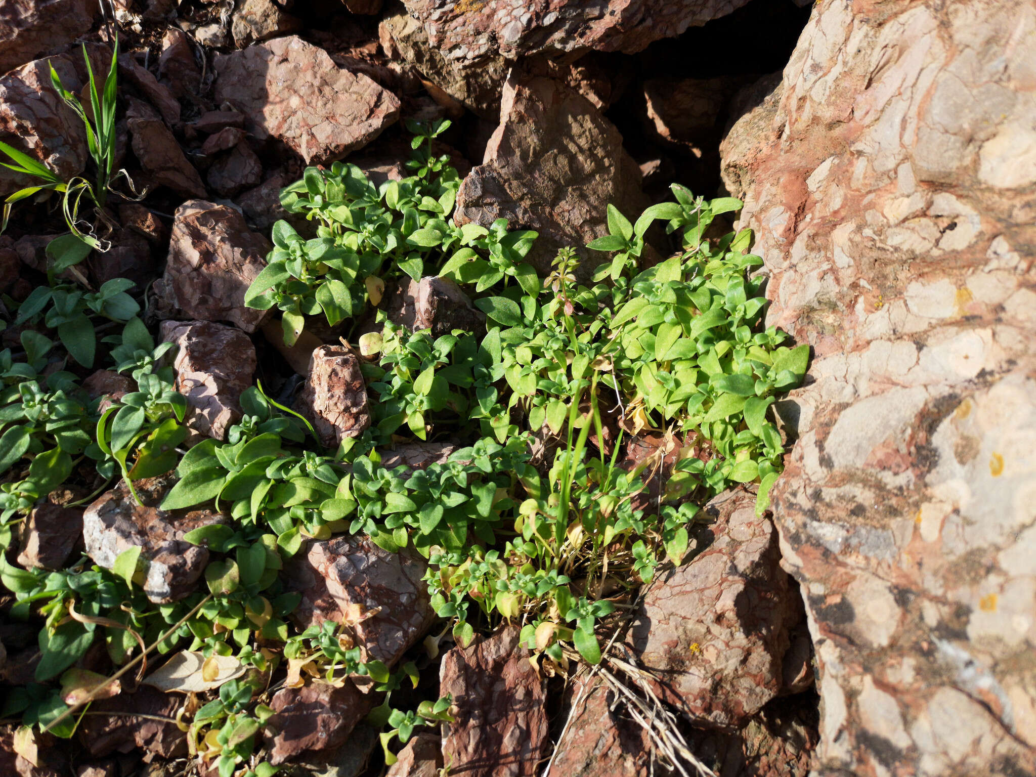 Image of Theligonum cynocrambe L.