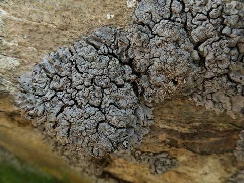 Image of intestine silverskin lichen