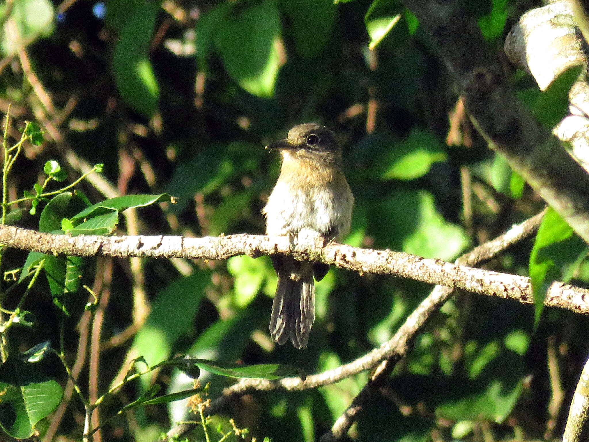 Image of Rusty-breasted Nunlet