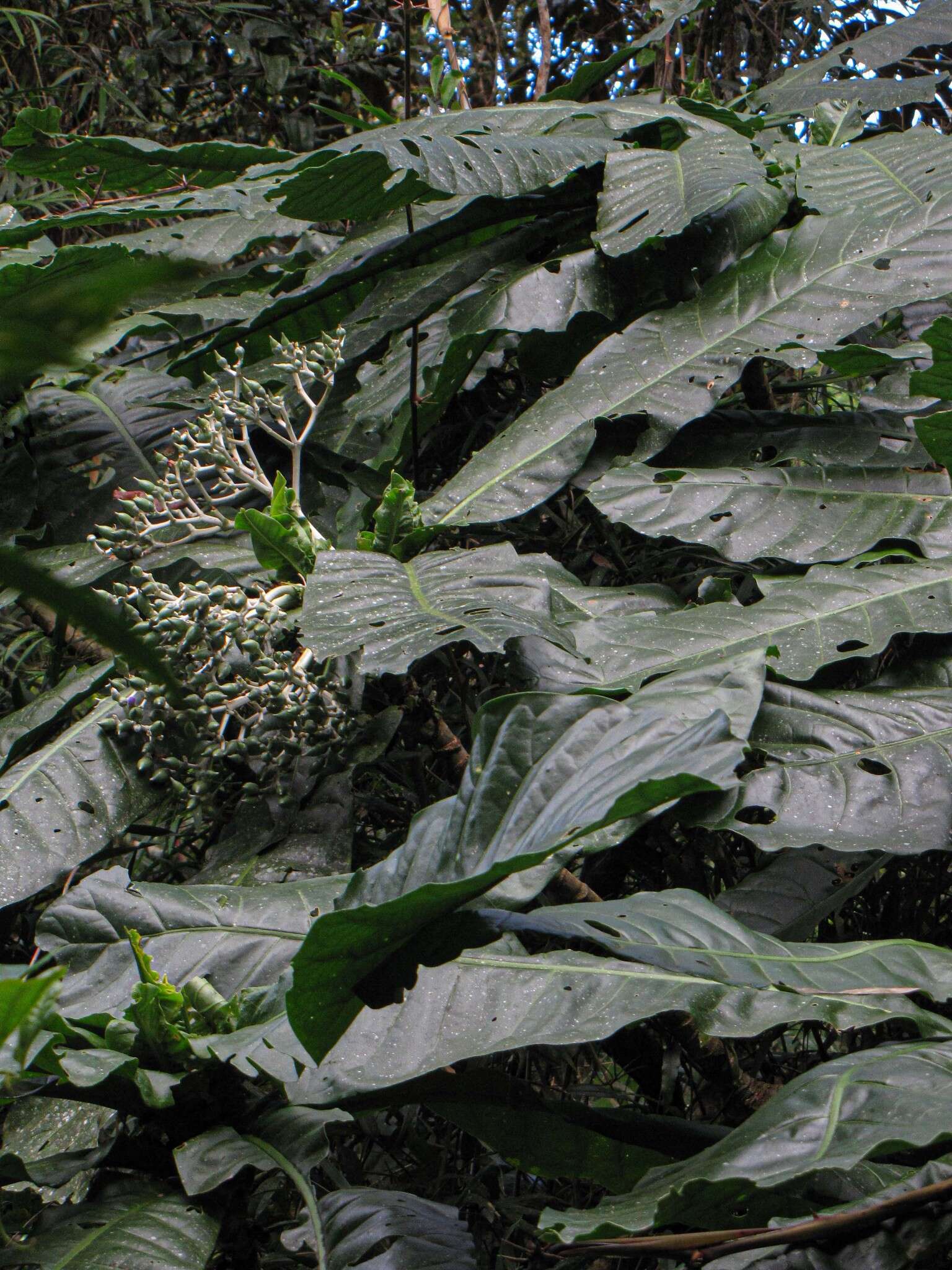 Image of Anthocleista amplexicaulis Baker