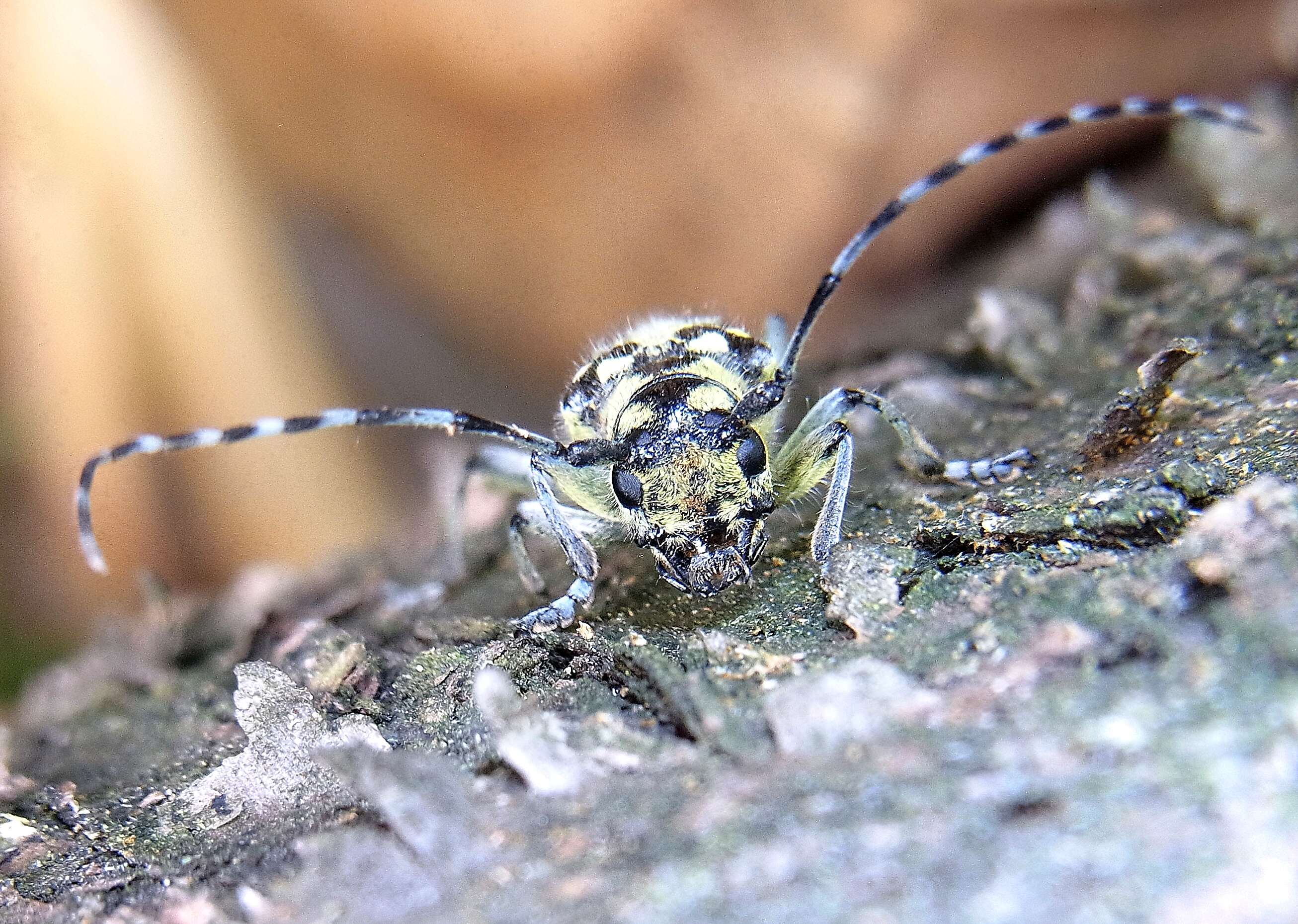 Saperda (Lopezcolonia) scalaris (Linné 1758) resmi