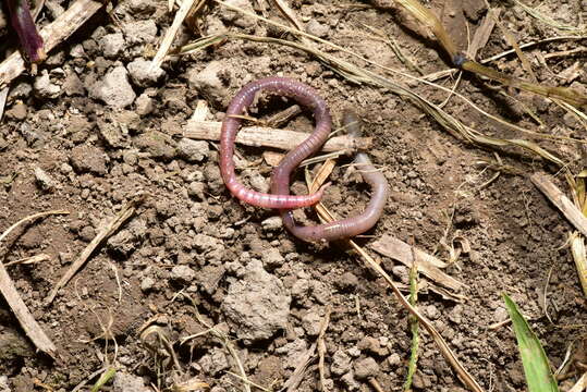 Image of Earthworm