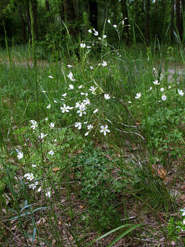 Imagem de Eremogone saxatilis (L.)