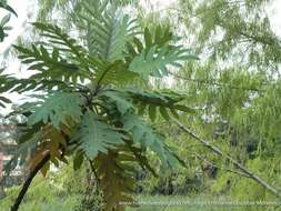 Image of parrotweed