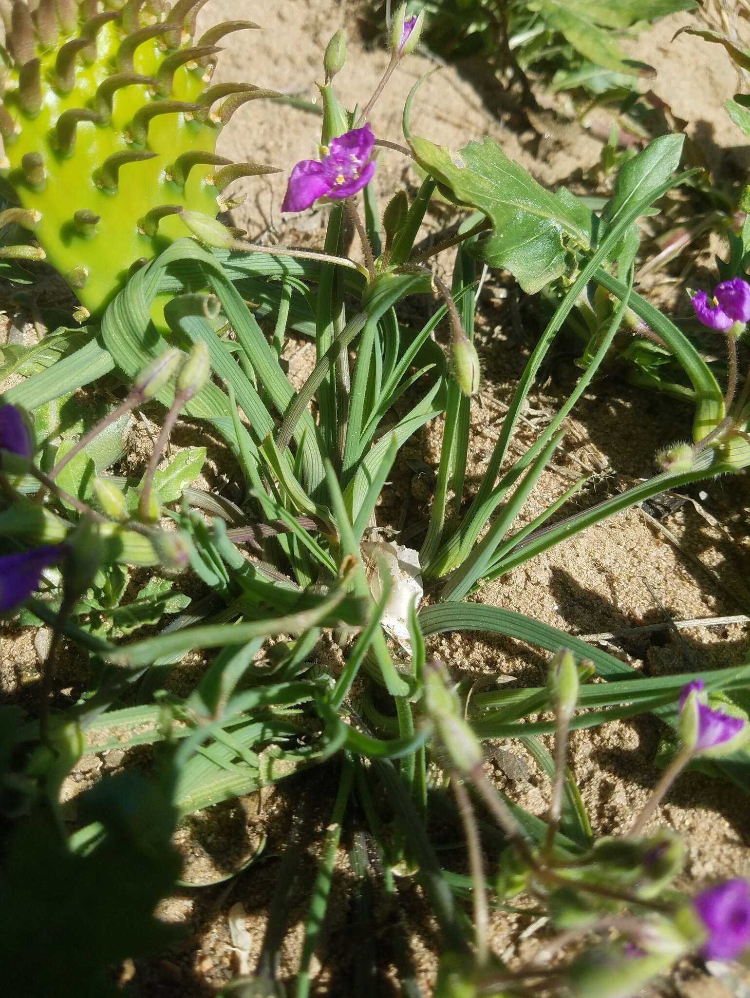 Image de Tradescantia pedicellata Celarier