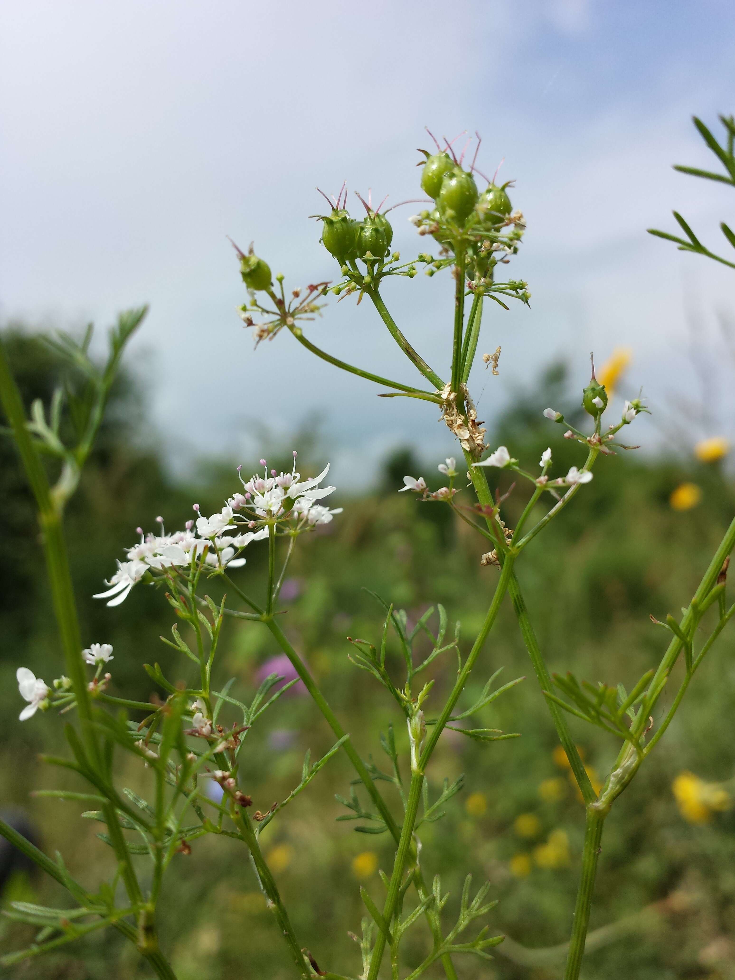 Image of coriander