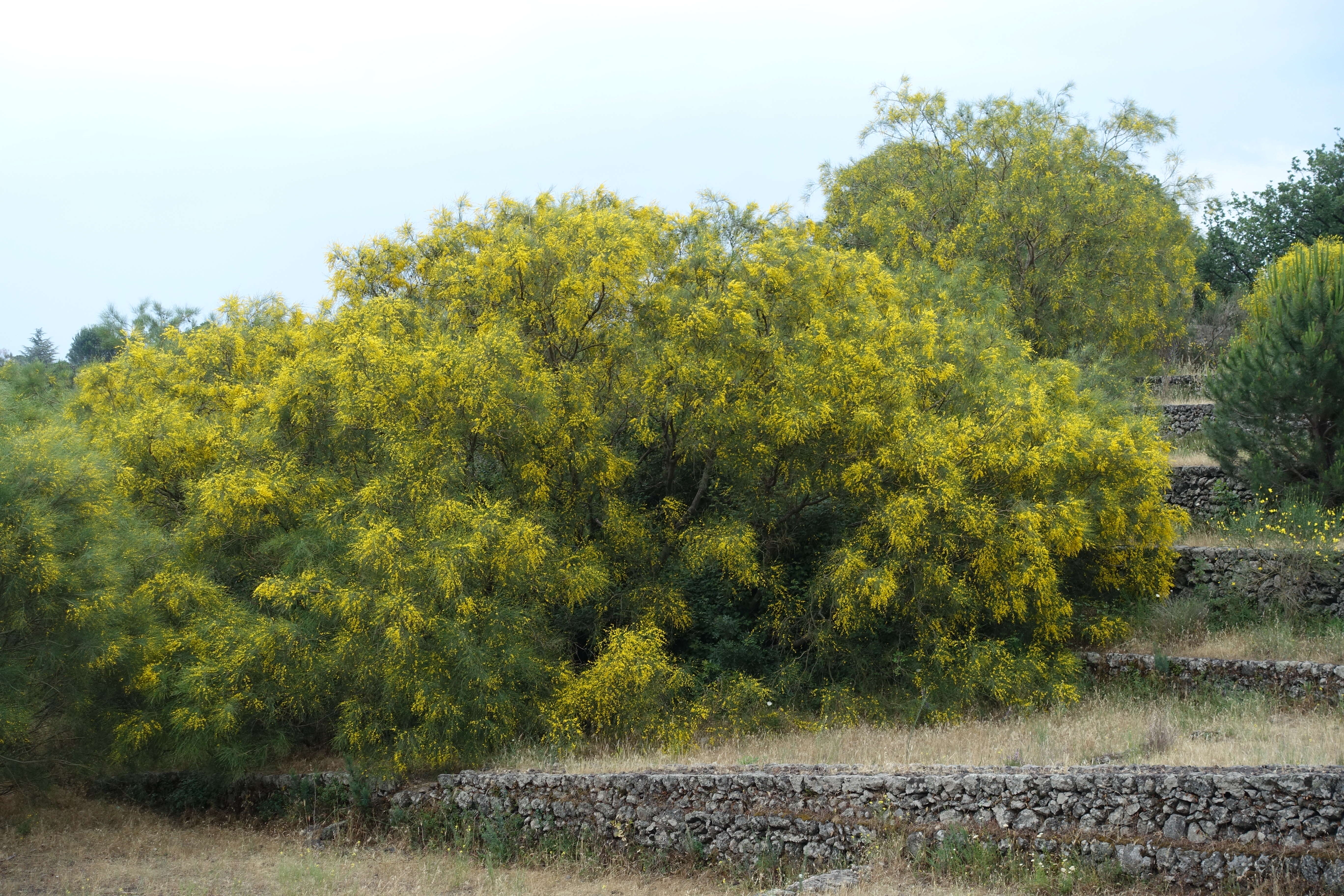 Image of Mt. Etna broom