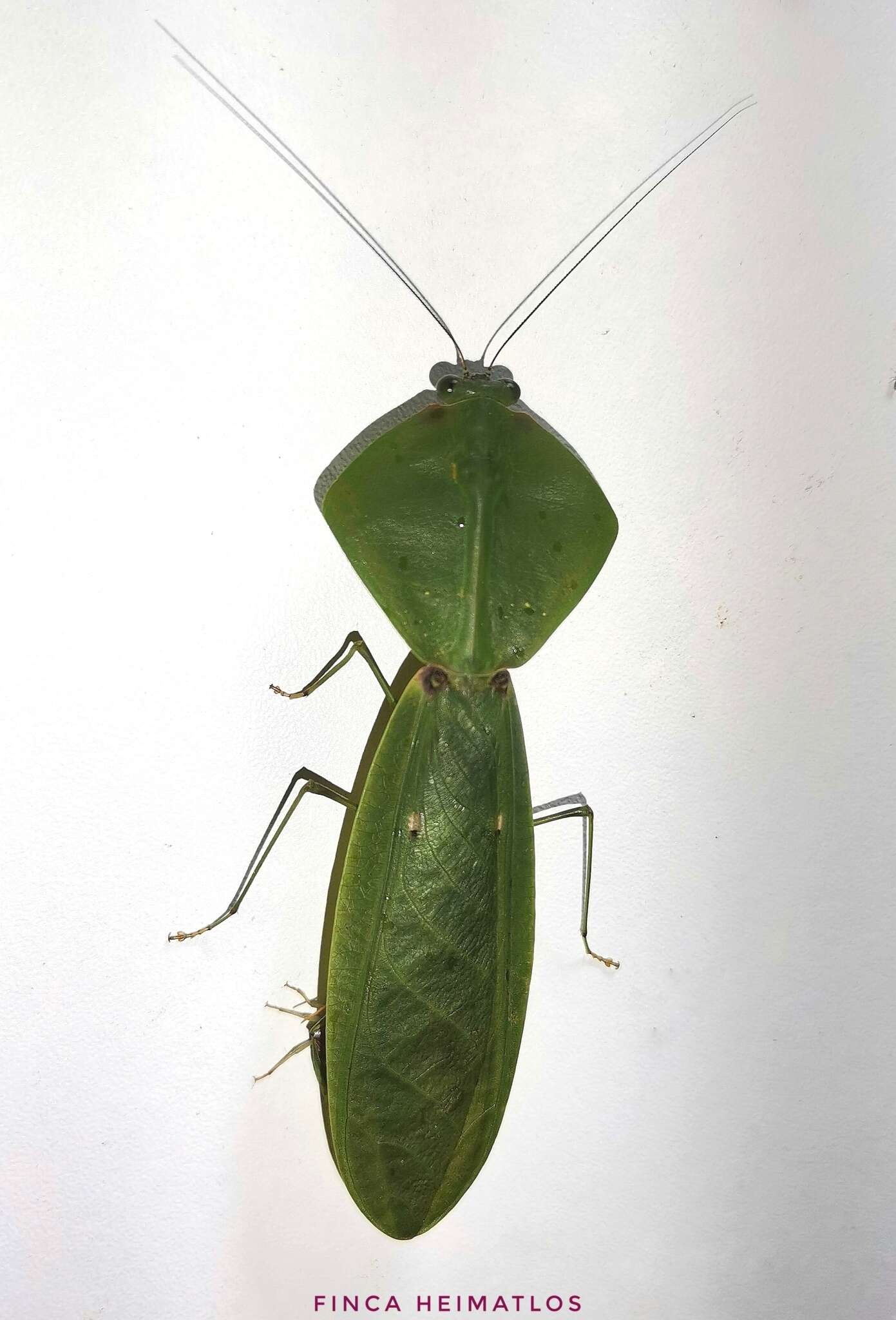 Image of tropical shield mantis