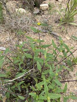 Image of Sigesbeckia australiensis D. L. Schulz