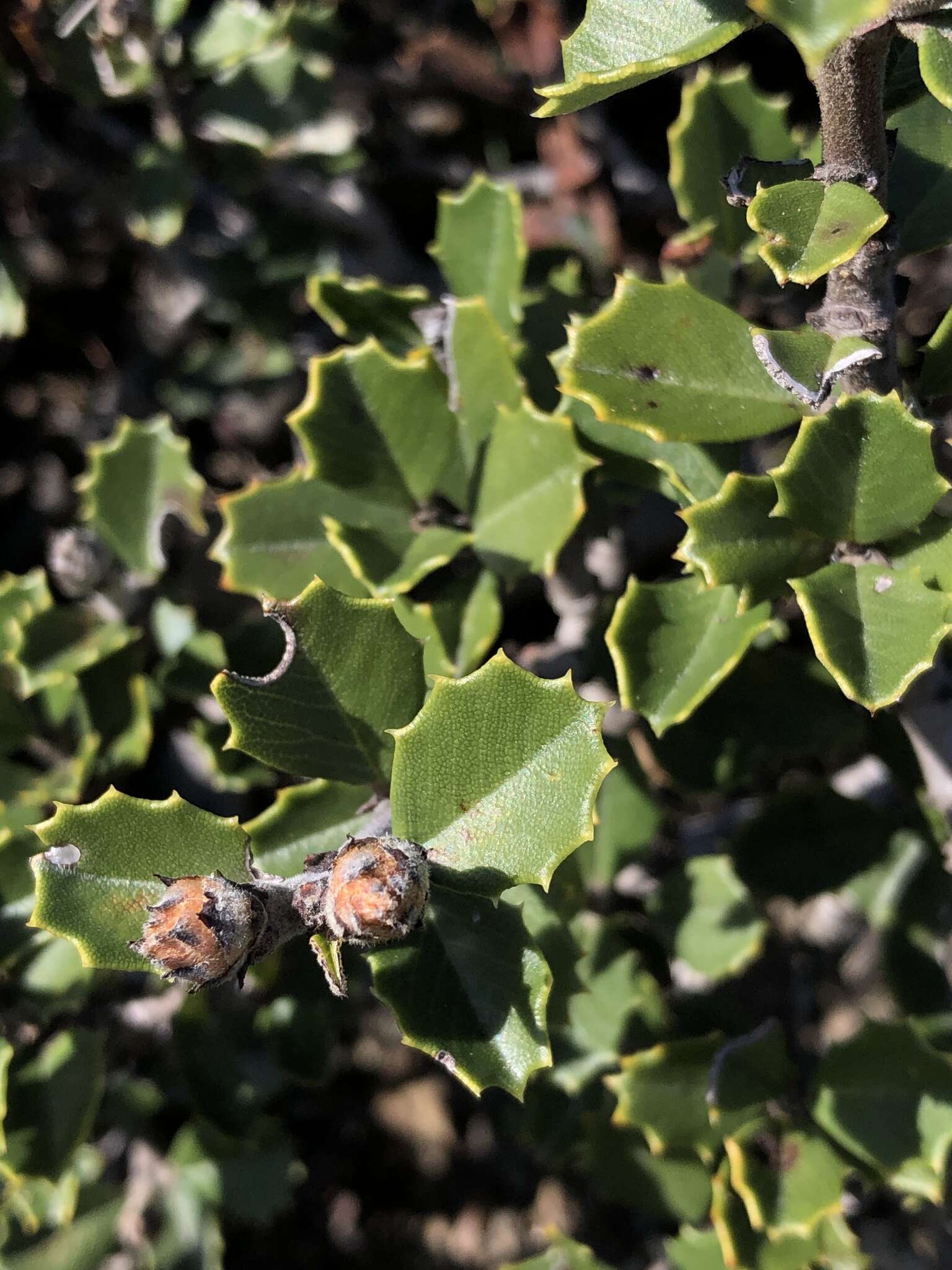 Image of Ceanothus decornutus V. T. Parker