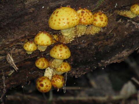 Image of Pholiota aurivella (Batsch) P. Kumm. 1871