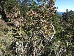 Image de Viburnum betulifolium Batalin