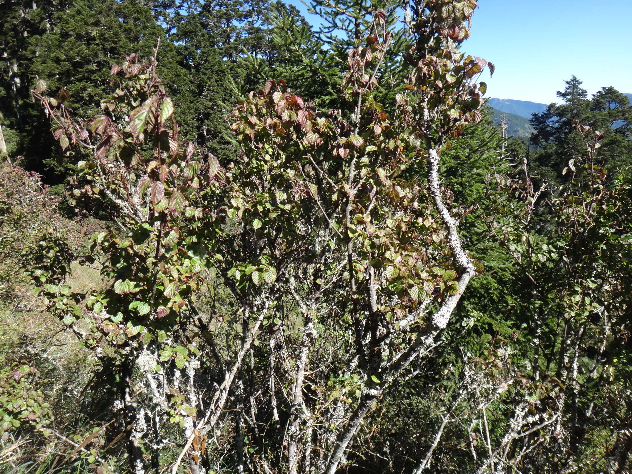 Image of Viburnum betulifolium Batalin