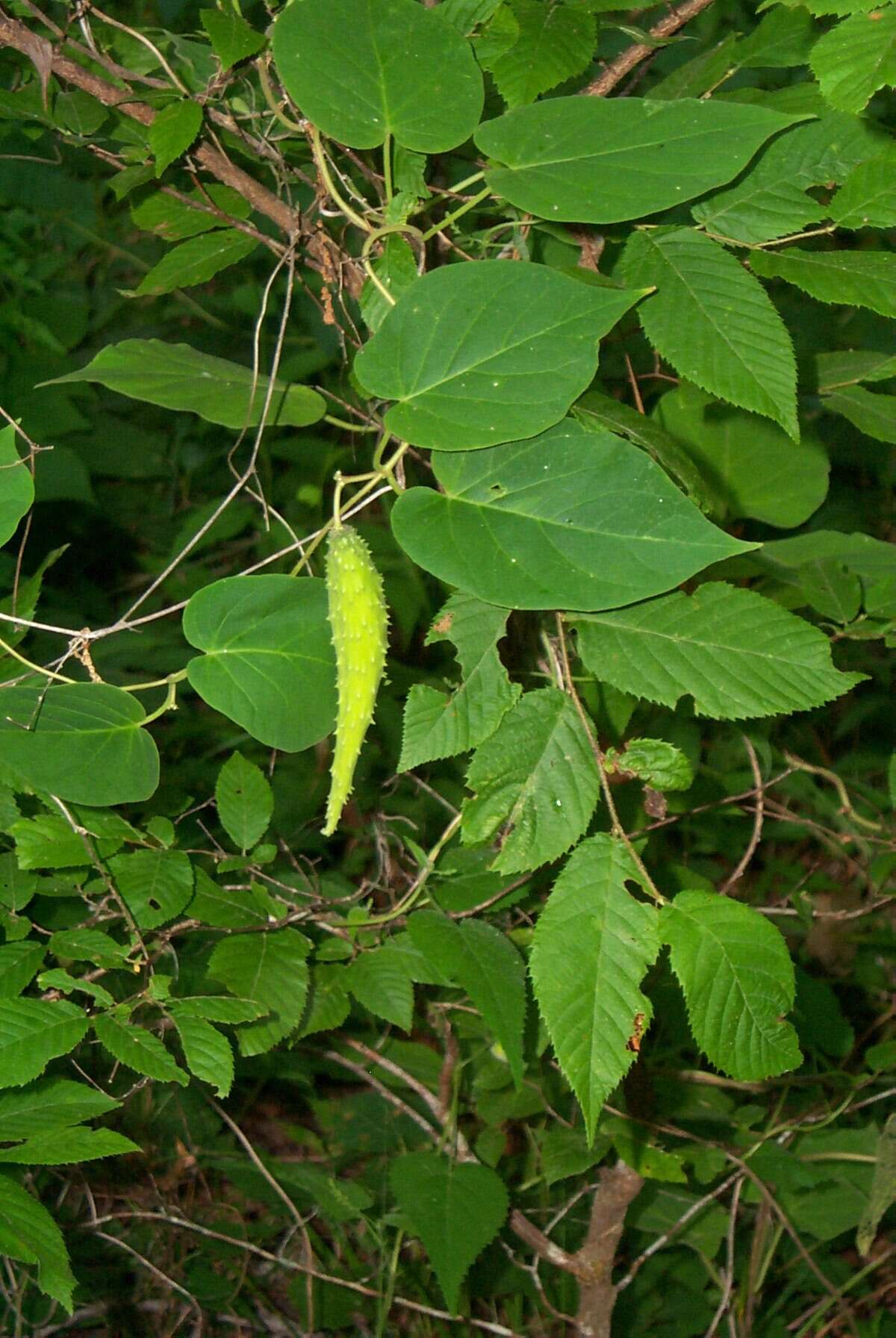 Image de Matelea baldwyniana (Sweet) R. E. Woodson