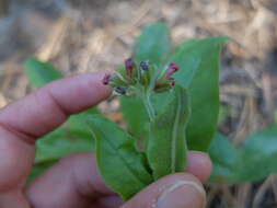 Plancia ëd Andersonglossum occidentale (A. Gray) J. I. Cohen