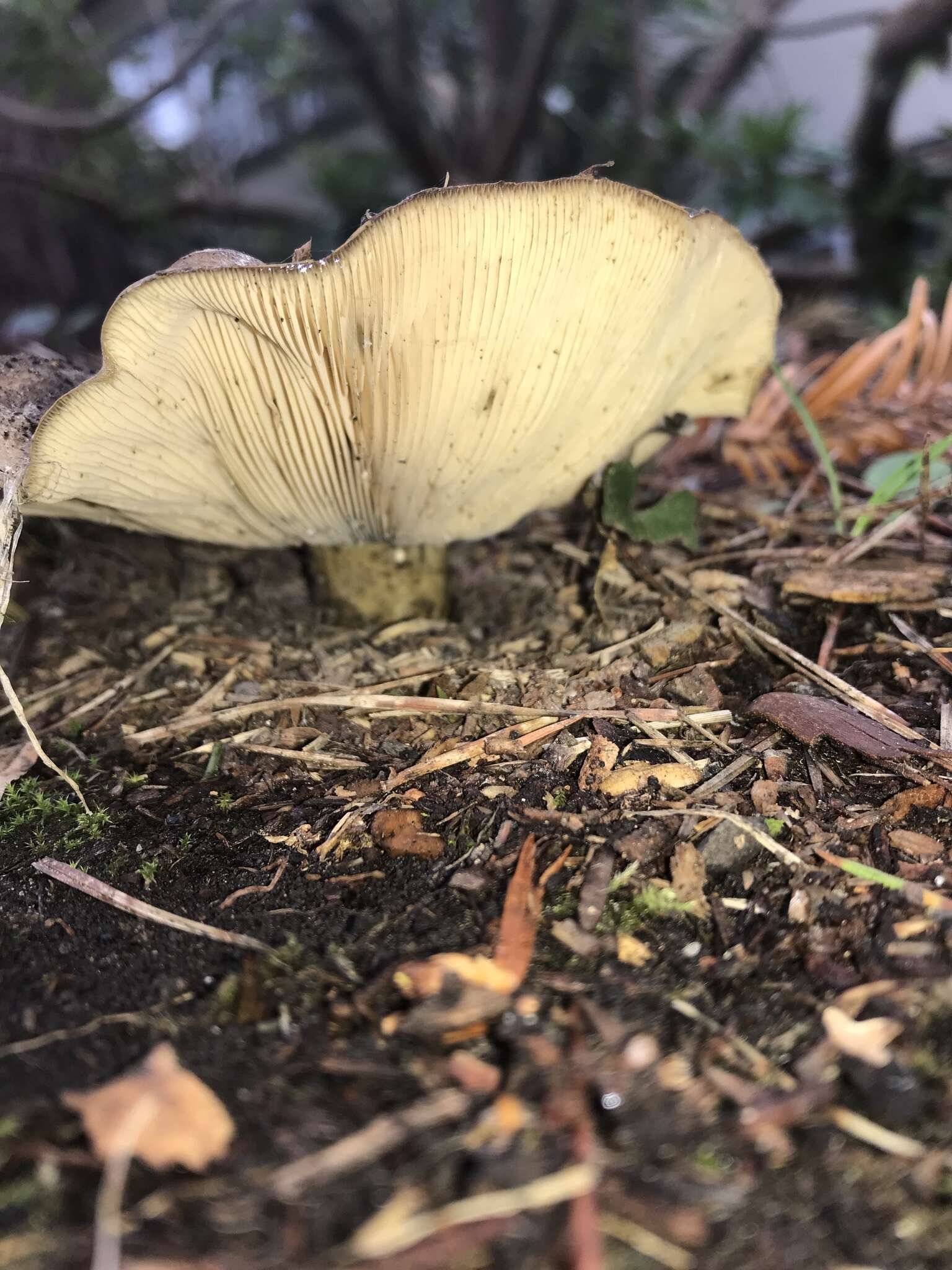 Слика од Lactarius olivaceoumbrinus Hesler & A. H. Sm. 1979