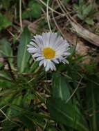 Image of Brachyscome decipiens Hook. fil.