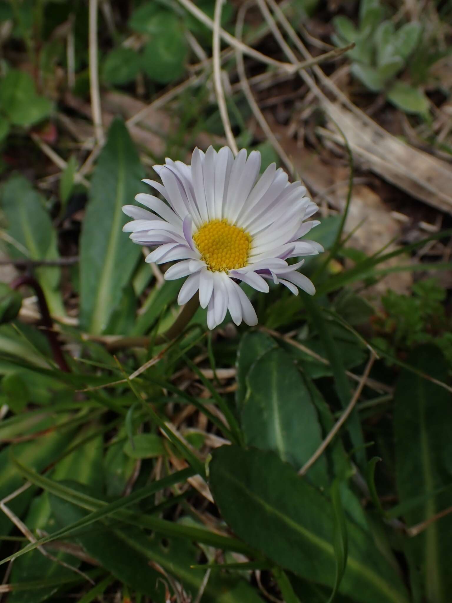 Image of Brachyscome decipiens Hook. fil.