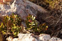 Image of <i>Searsia <i>scytophylla</i></i> var. scytophylla