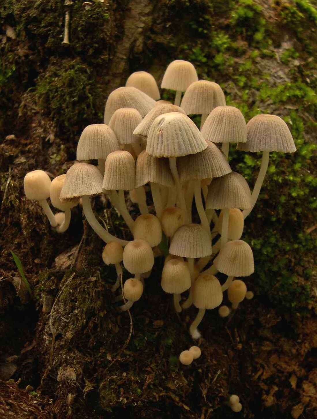 Image of Trooping Inkcaps