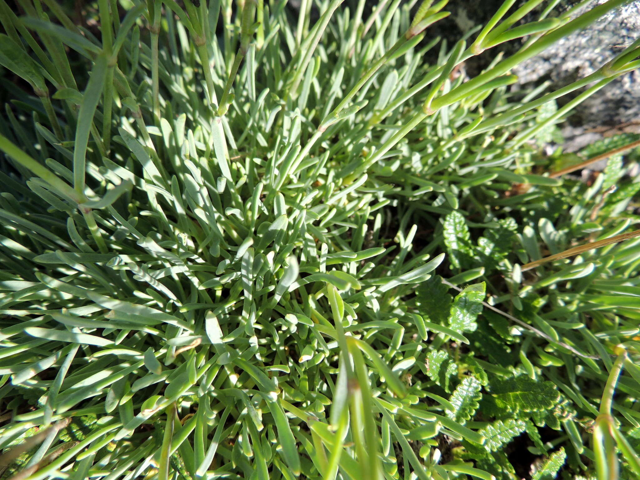 Imagem de Gypsophila uralensis Less.