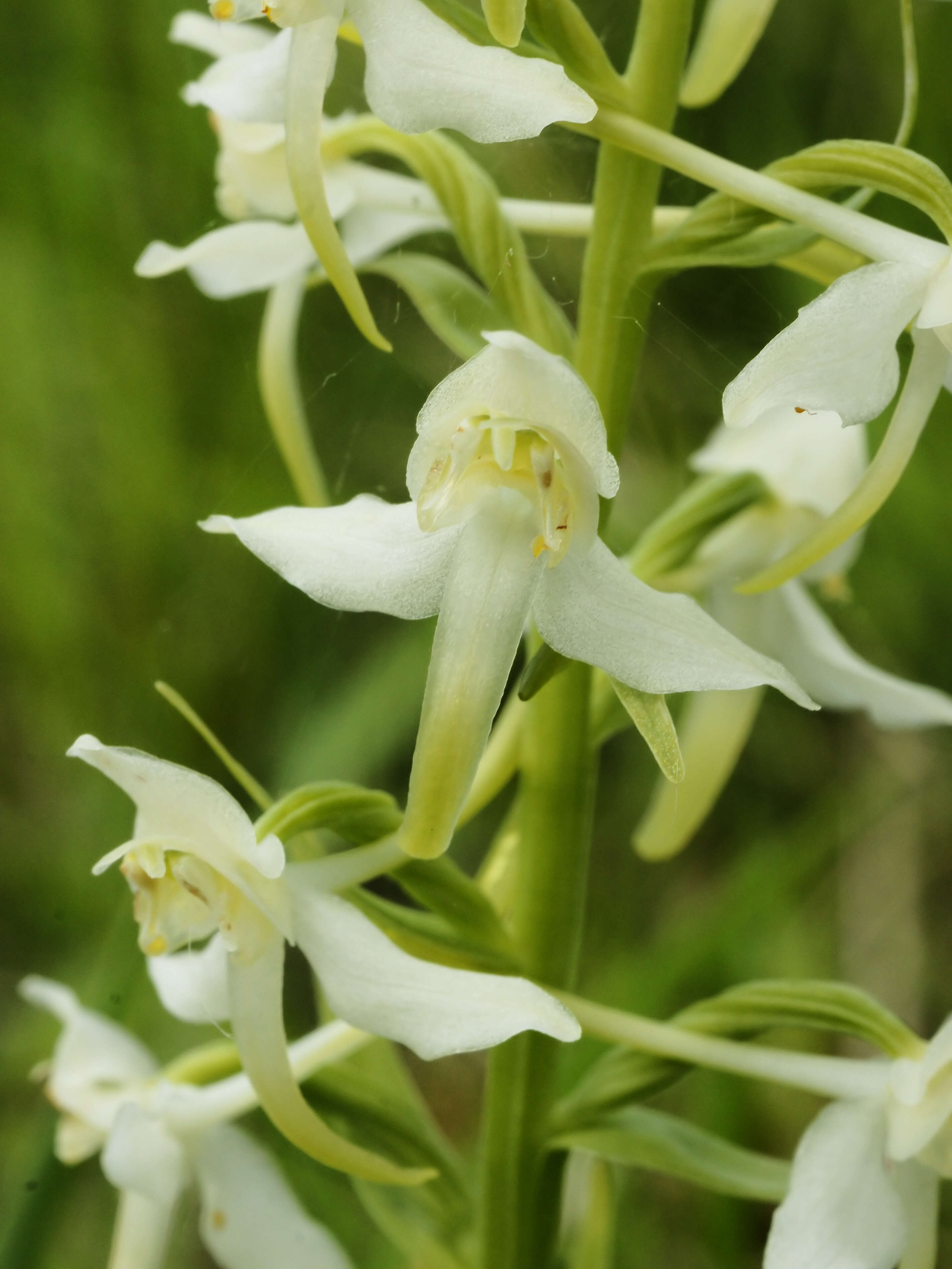 Слика од Platanthera chlorantha (Custer) Rchb.