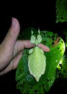 Image of Cryptophyllium tibetense (Liu 1993)