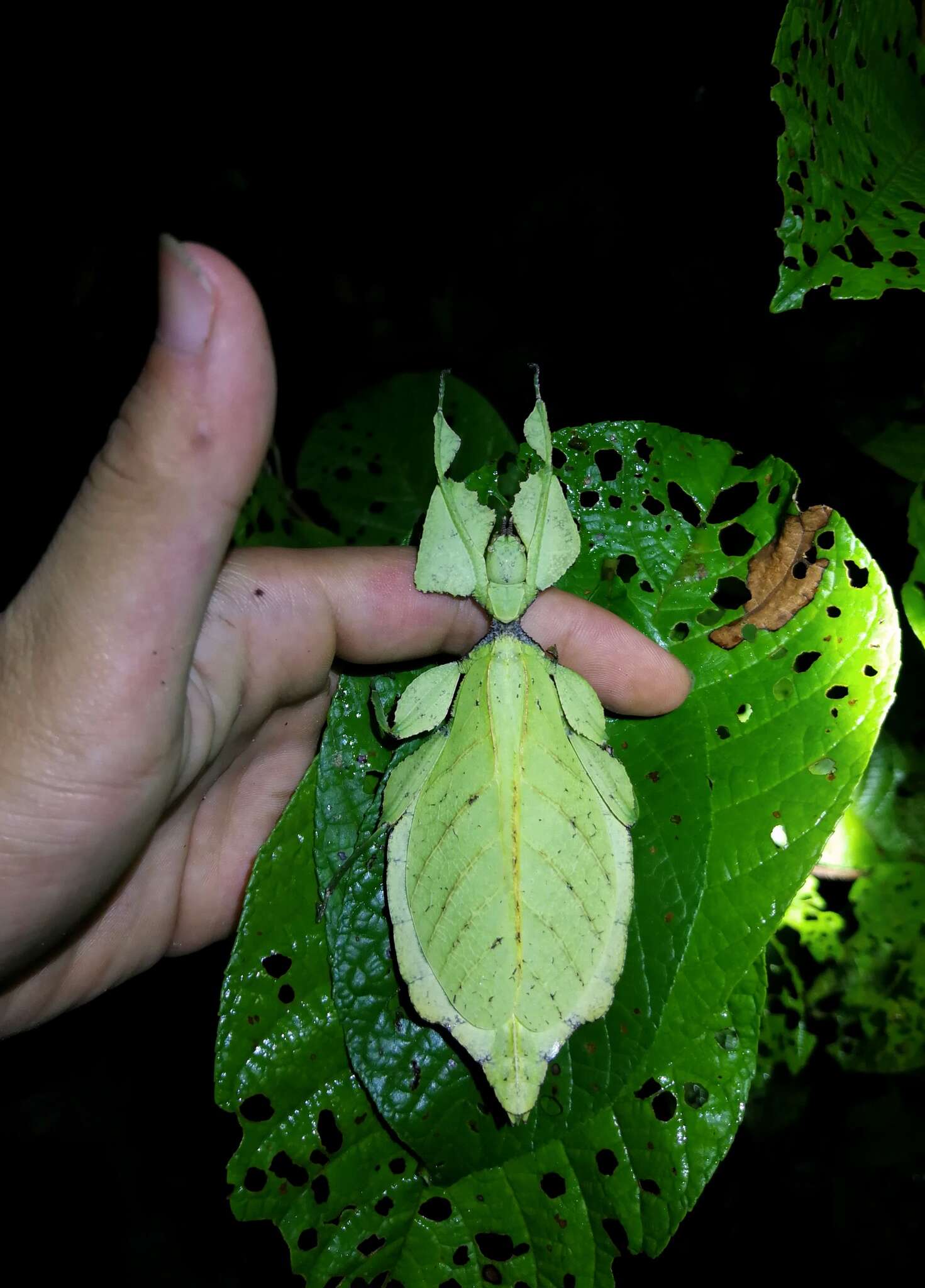 Image of Cryptophyllium tibetense (Liu 1993)