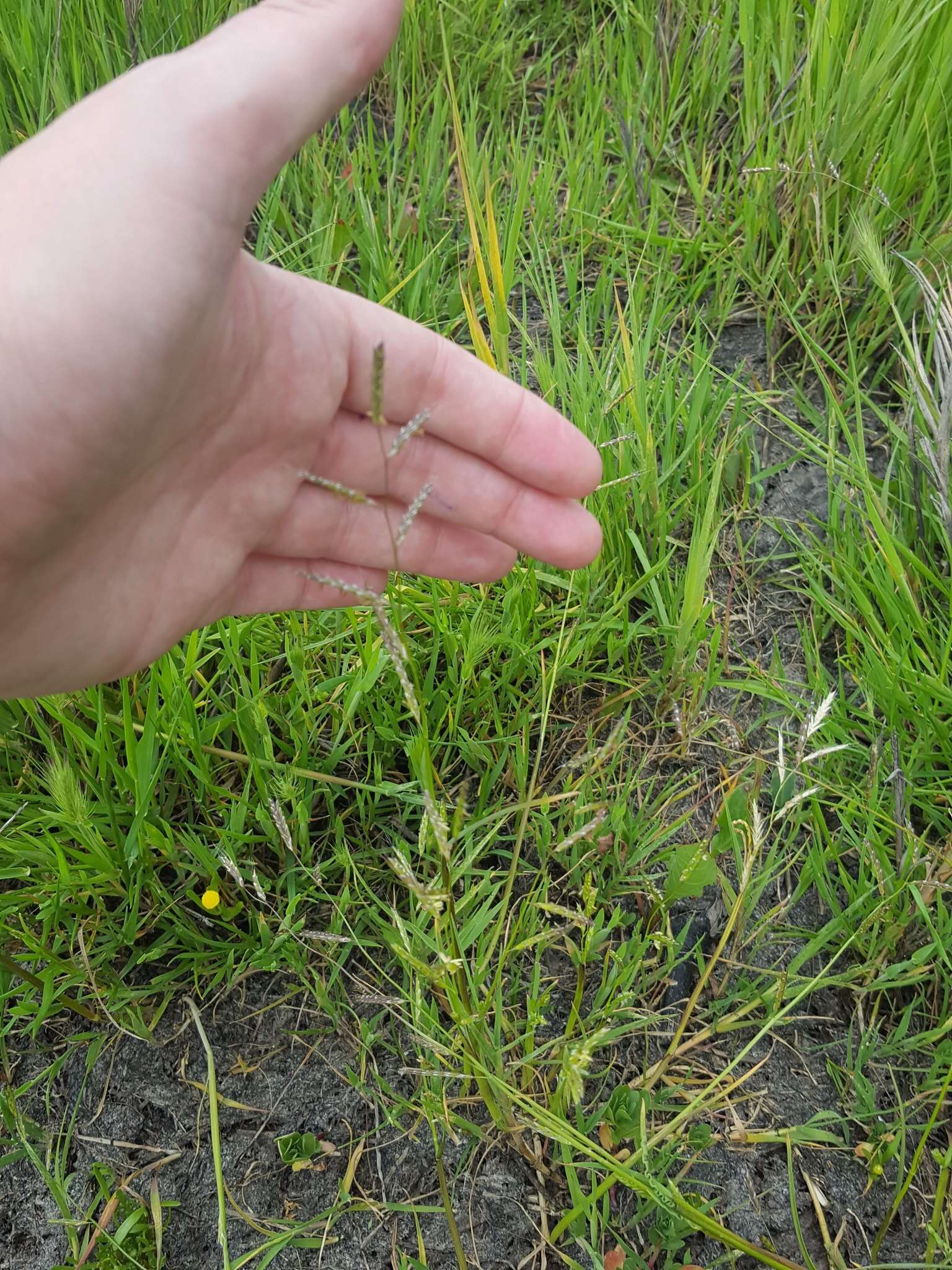 Image of annual semaphoregrass