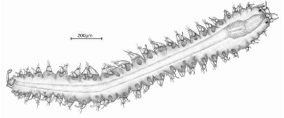 Image of Sphaerosyllis levantina Faulwetter, Chatzigeorgiou, Galil, Nicolaidou & Arvanitidis 2011