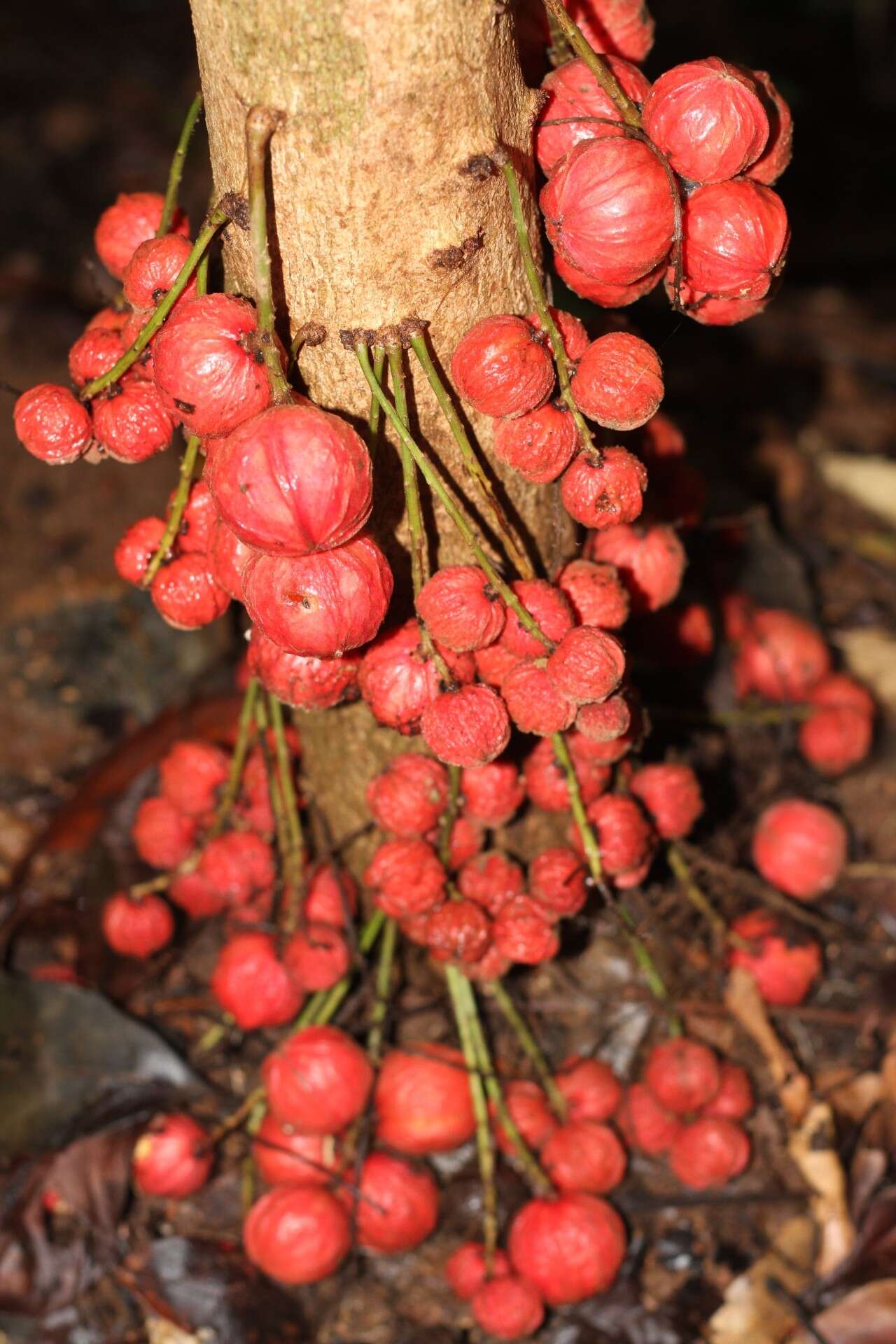 Image de Baccaurea courtallensis (Wight) Müll. Arg.