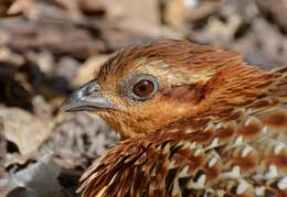 Imagem de Bambusicola fytchii Anderson 1871