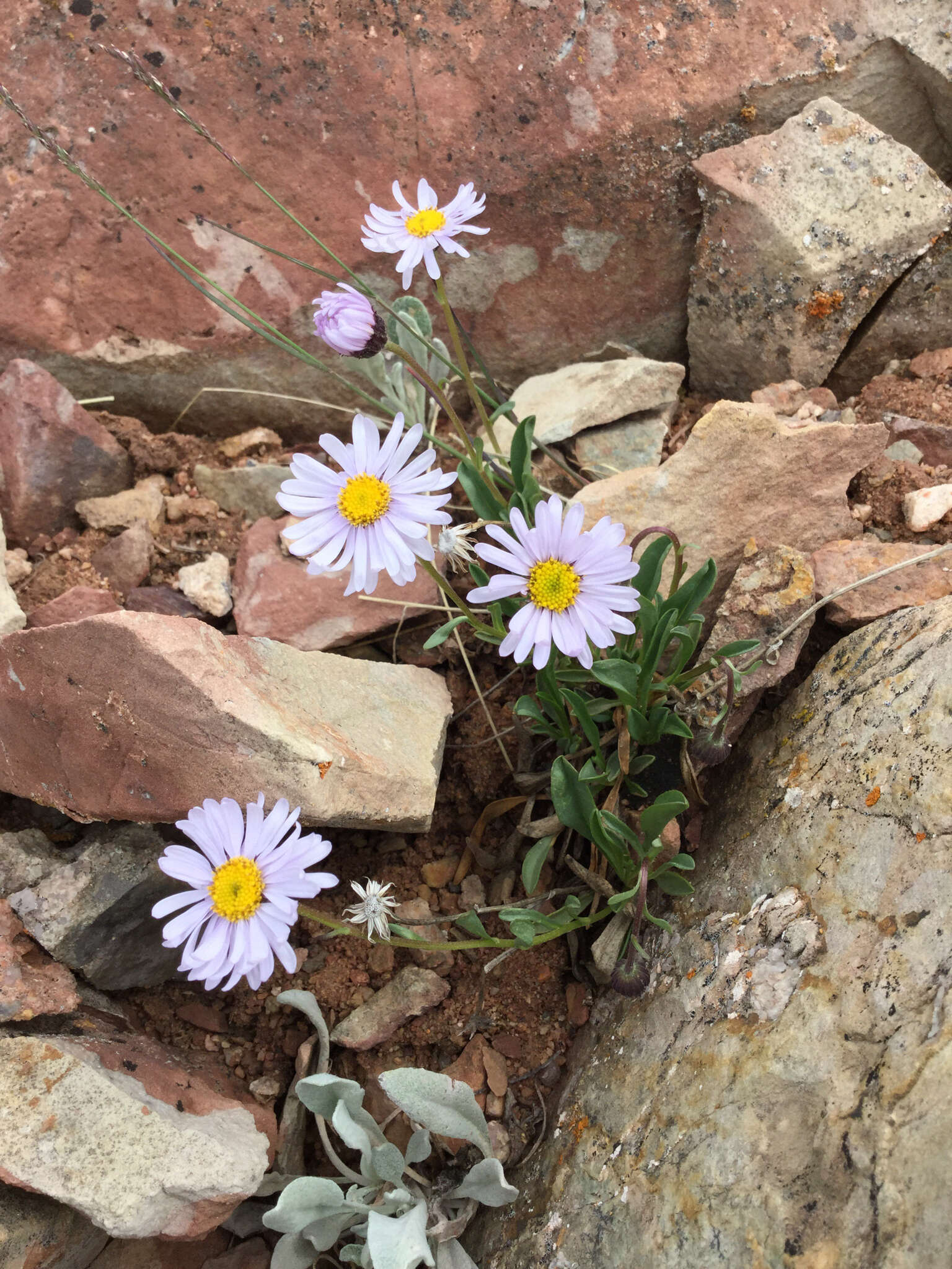 Image of rockslide yellow fleabane