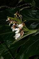 Image of Hedychium spicatum Sm.