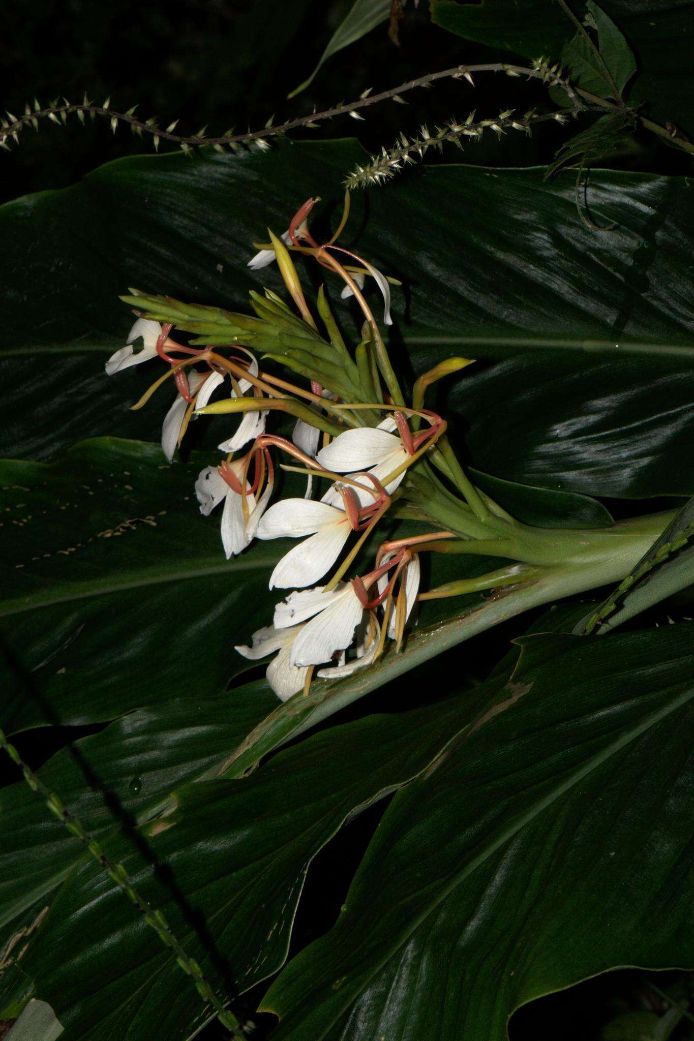 Image of Hedychium spicatum Sm.