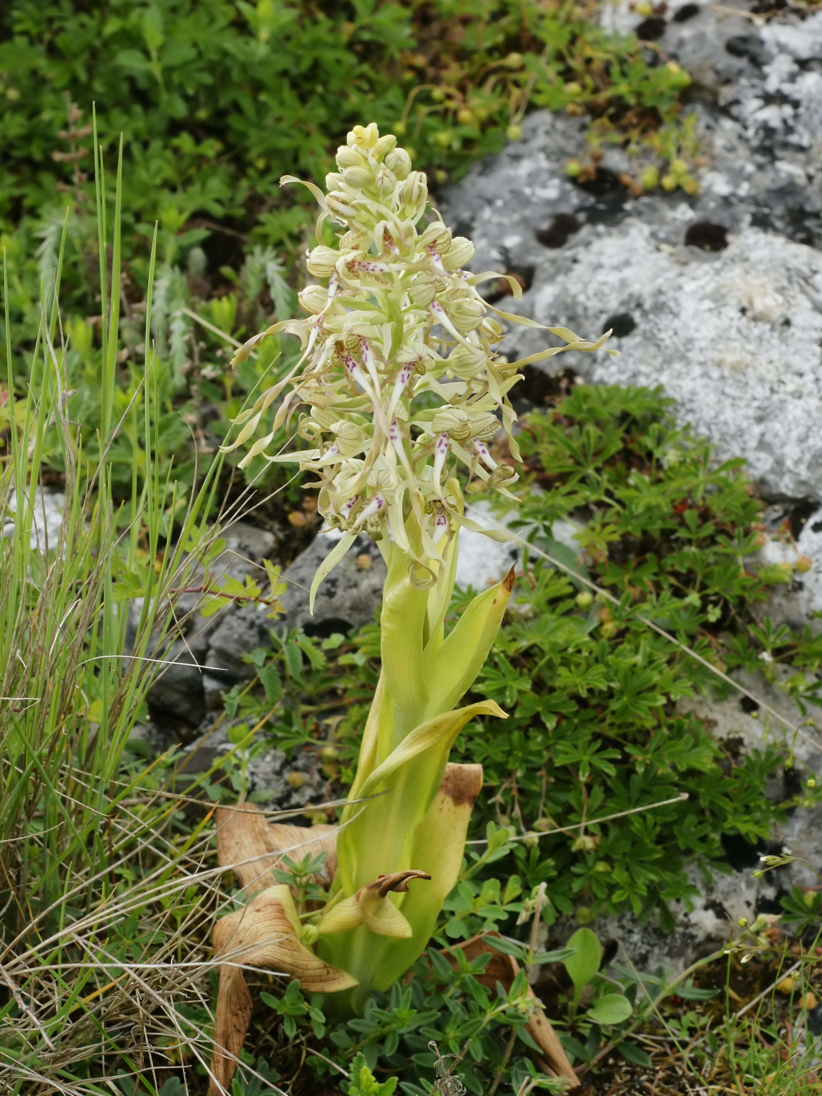 Himantoglossum hircinum (L.) Spreng. resmi