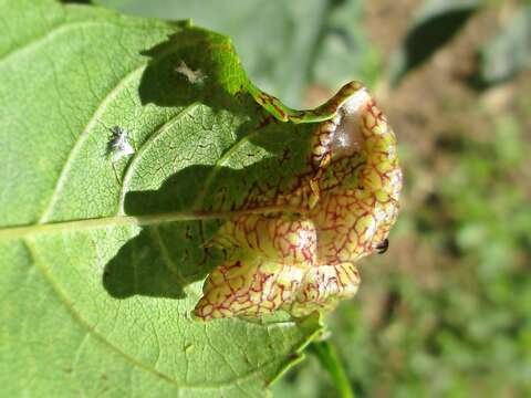 Image of Jumping plant lice