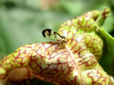 Image of Jumping plant lice