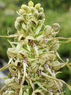 Image of Lizard orchid