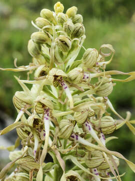 Image of Lizard orchid