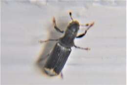 Image of Schedlarius mexicanus Wood 1957