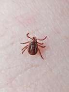 Image of Marsh tick