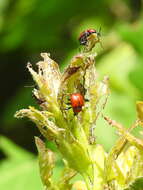 Image of Oak Leaf-roller