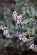 Слика од Arctostaphylos gabilanensis V. T. Parker & M. C. Vasey