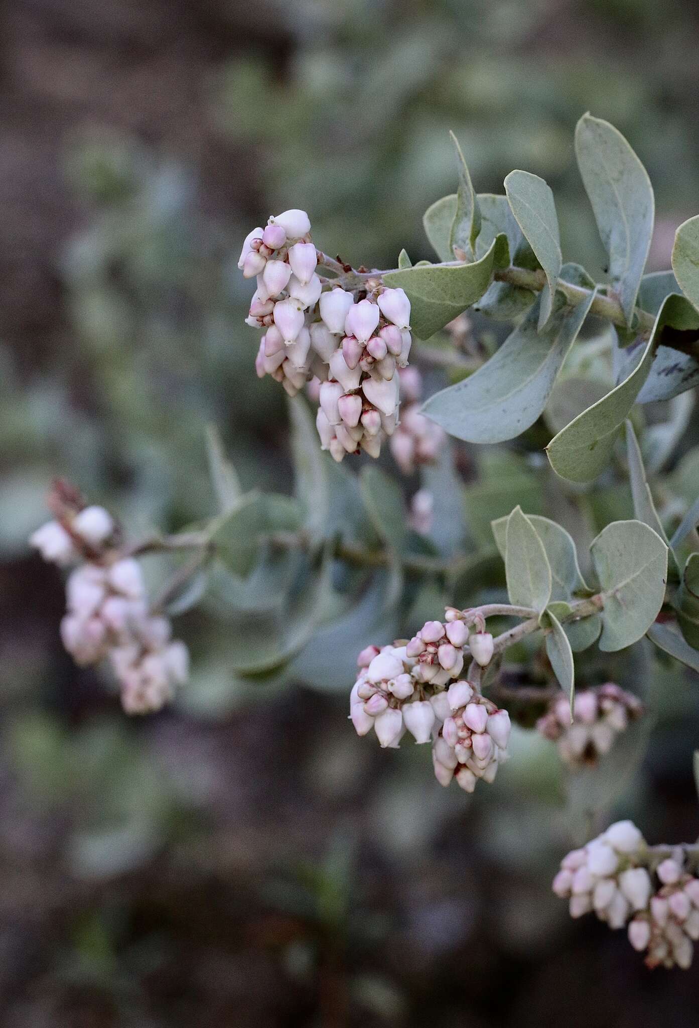 Image of Gabilan Mountains manzanita