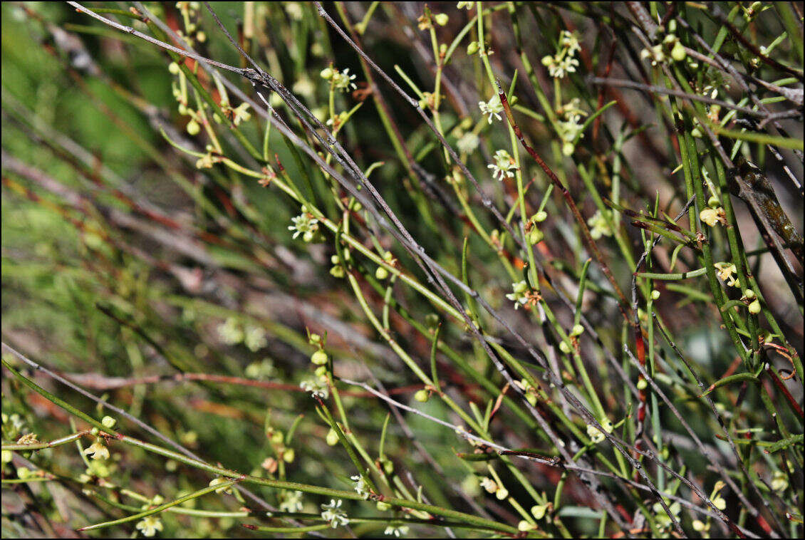 Image of Muehlenbeckia diclina (F. Müll.) F. Mueller.